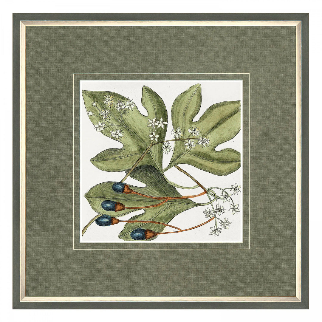 Botanical Beauty Framed Art Gallery Direct