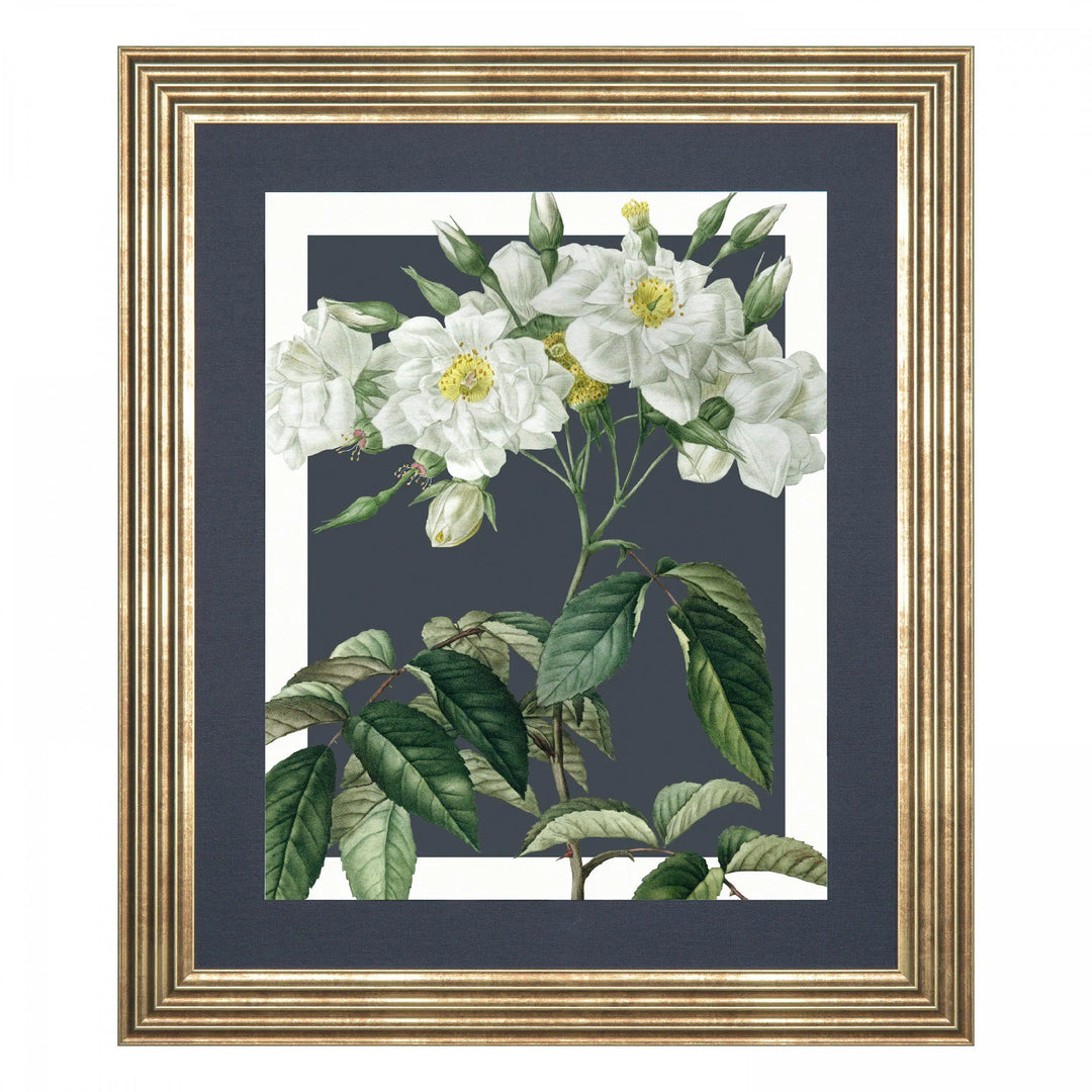 Rosa Moschata Framed Canvas 610x10x710mm Gallery Direct