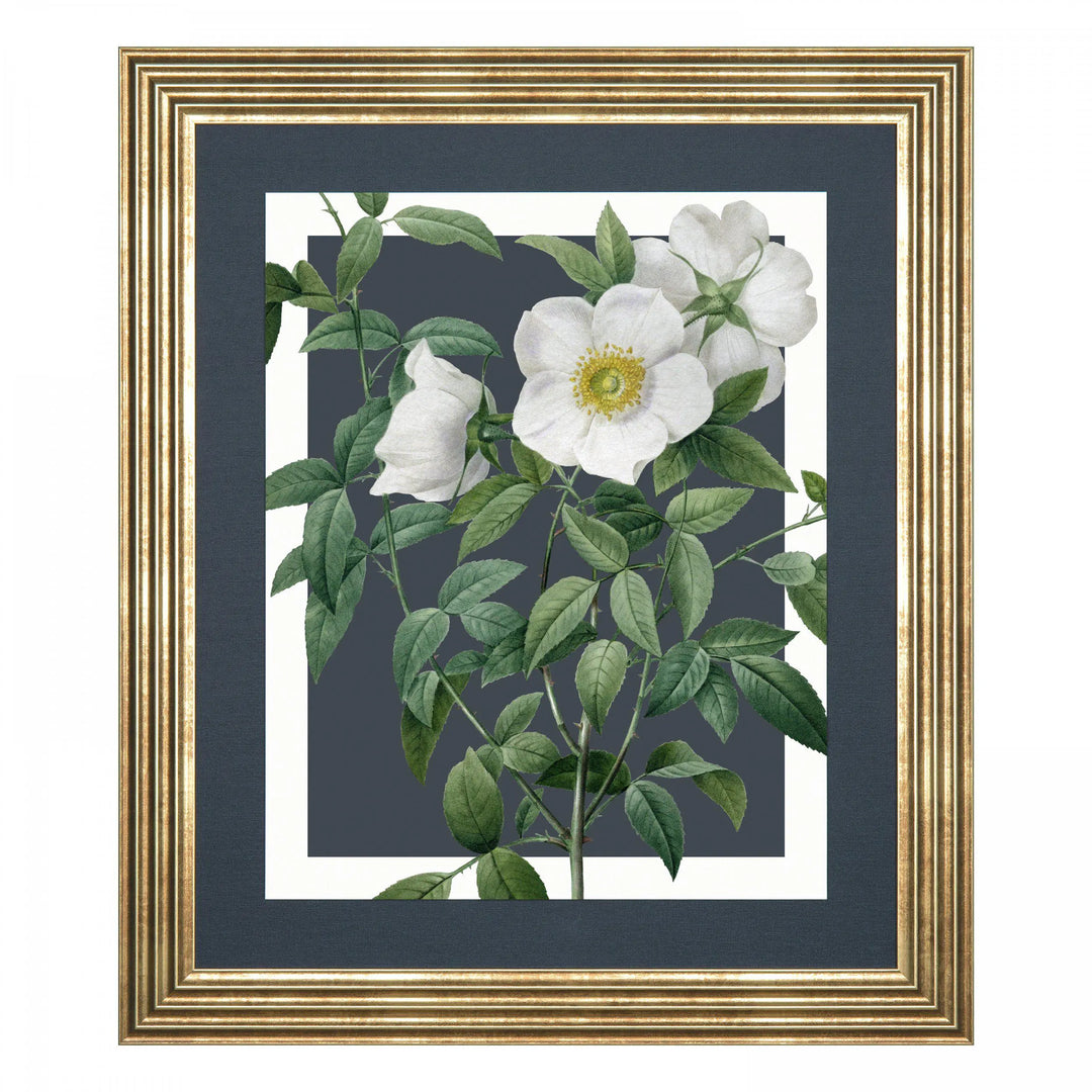 Rosa Nivea Framed Canvas 610x10x710mm Gallery Direct