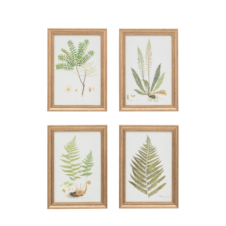 Assorted Ferns Framed Art Set of 4 Gallery Direct