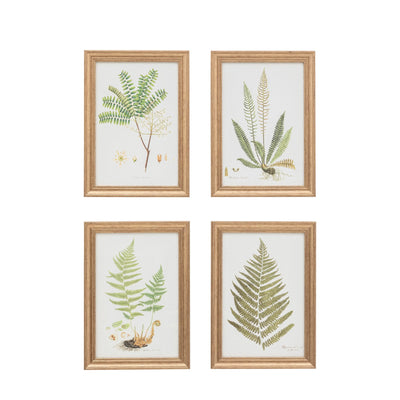 Assorted Ferns Framed Art Set of 4 Gallery Direct